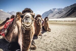 Tranquility in Nubra Valley Sand Dunes