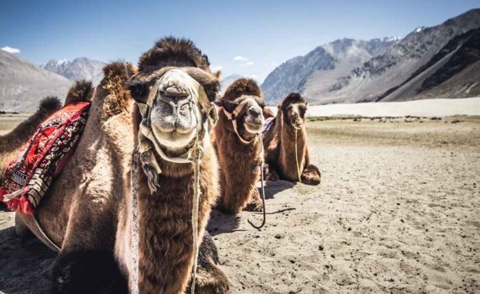 Leh Ladakh Tour in 5 Days