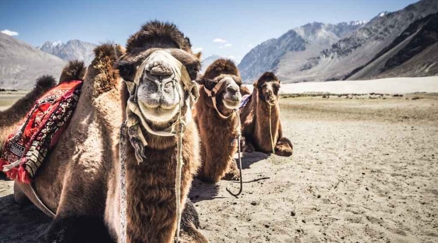 Leh Ladakh Tour in 5 Days