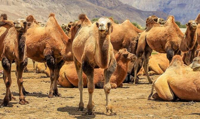 Hunder Sand Dunes near Yarab Tso